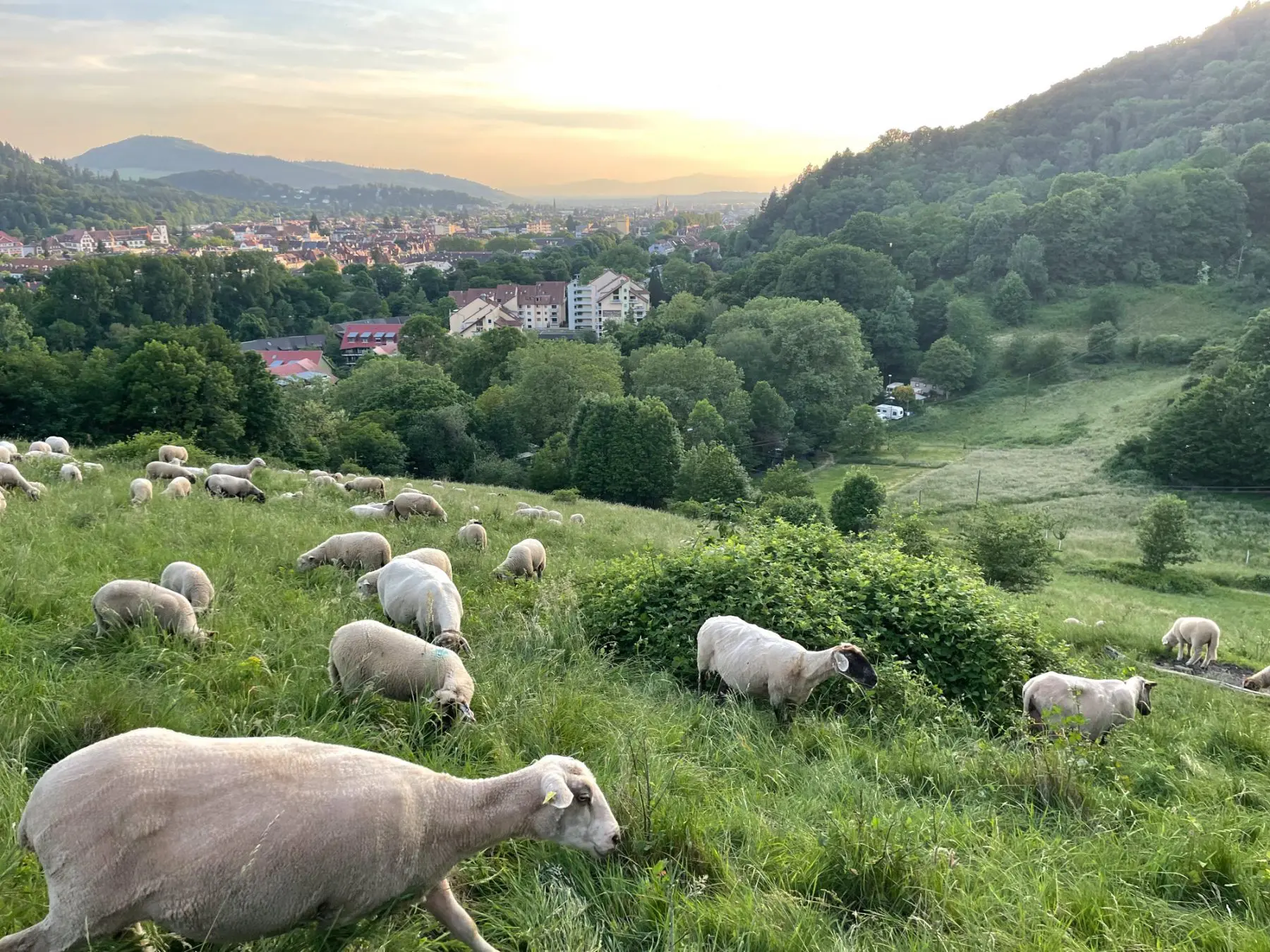 Camping-Hirzberg-Freiburg-171